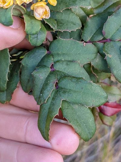 Berberis volcania, photographed by Trevor Van Loon