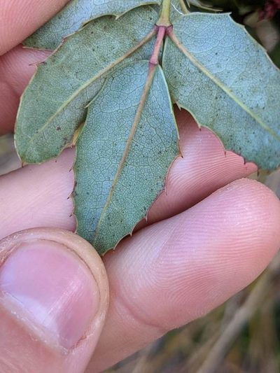 Berberis volcania, photographed by Trevor Van Loon