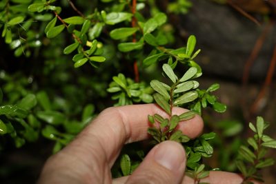 Hibbertia aspera, photographed by Greg Tasney