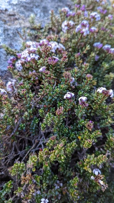 Arcytophyllum lavarum, photographed by Trevor Van Loon