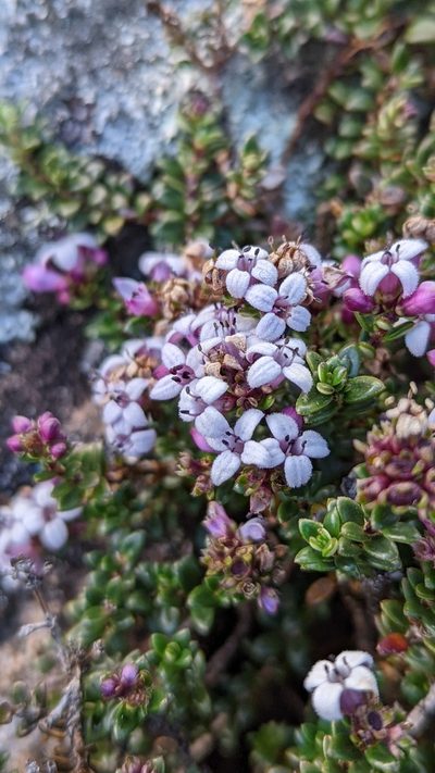 Arcytophyllum lavarum, photographed by Trevor Van Loon