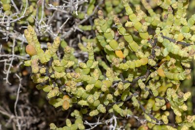 Tecticornia disarticulata, photographed by T. Hammer
