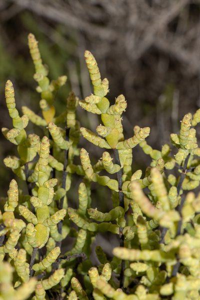 Tecticornia disarticulata, photographed by T. Hammer