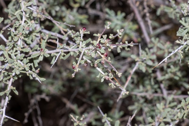 Lawrencia squamata, photographed by T. Hammer