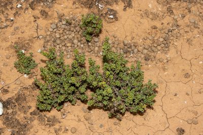 Sclerolaena brevifolia, photographed by T. Hammer