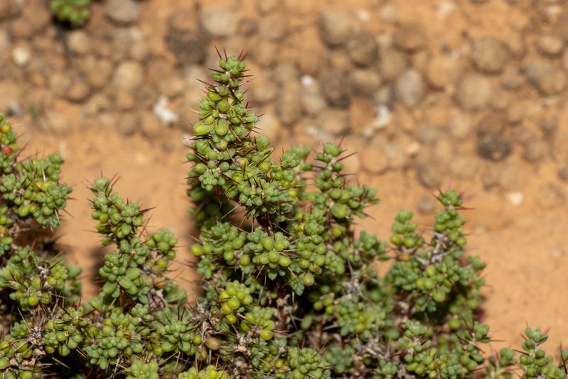 Sclerolaena brevifolia, photographed by T. Hammer