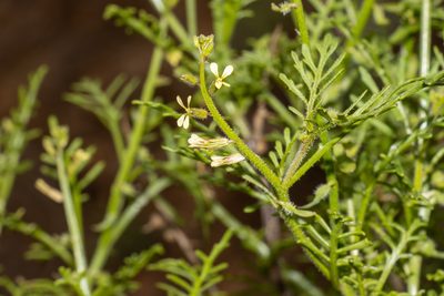 Carrichtera annua, photographed by T. Hammer