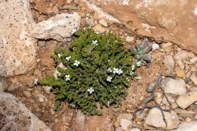 Frankenia sessilis, photographed by T. Hammer