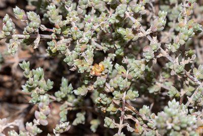 Maireana oppositifolia, photographed by T. Hammer