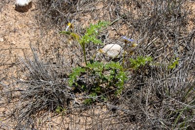 Solanum hystrix, photographed by T. Hammer