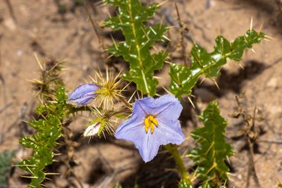 Solanum hystrix, photographed by T. Hammer