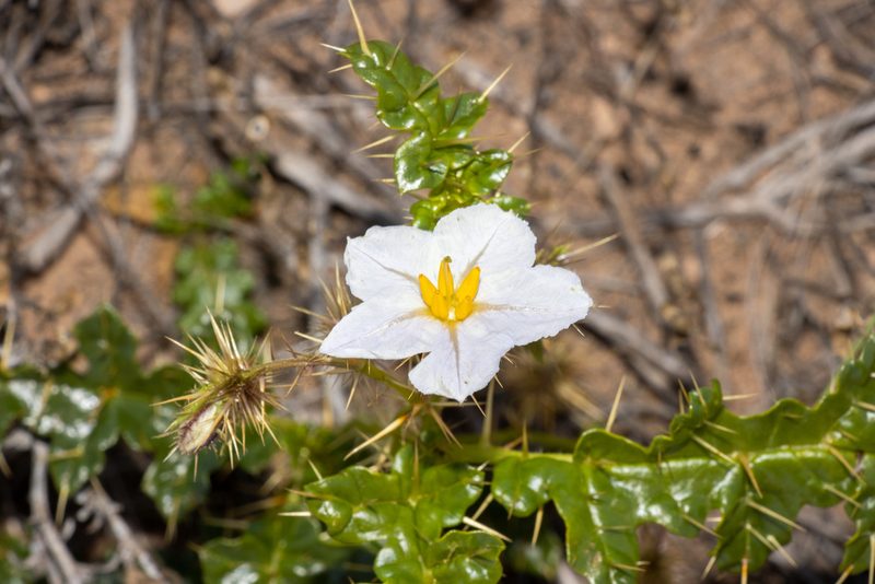 Solanum hystrix, photographed by T. Hammer
