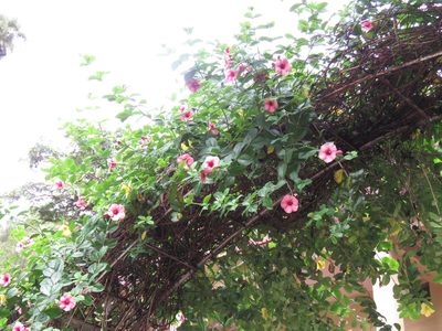 Allamanda blanchetii, photographed by Meghaa