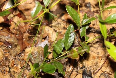 Podolobium scandens, photographed by Greg Tasney