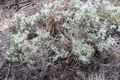 Chenopodium spinescens, photographed by T. Hammer
