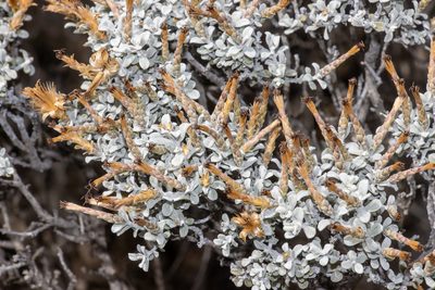 Cratystylis conocephala, photographed by T. Hammer