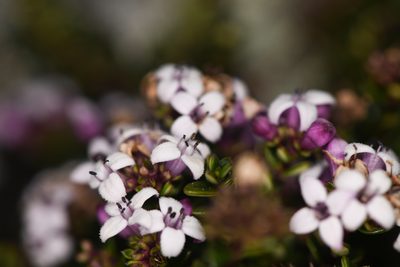 Arcytophyllum lavarum, photographed by Trevor Van Loon