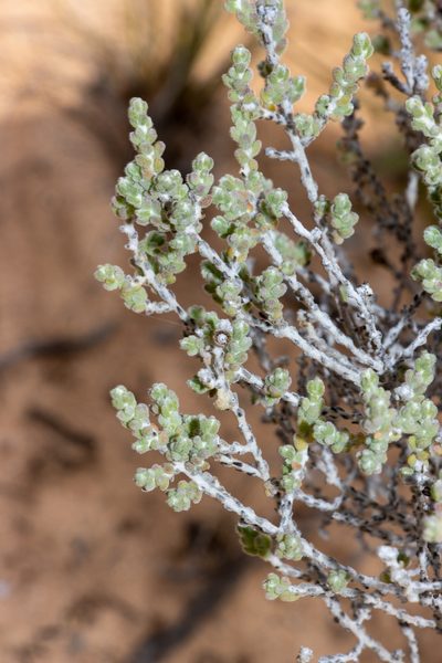 Maireana radiata, photographed by T. Hammer