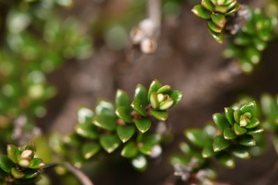 Arcytophyllum lavarum, photographed by Trevor Van Loon