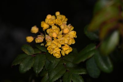 Berberis volcania, photographed by Trevor Van Loon