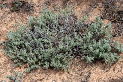 Sclerolaena uniflora, photographed by T. Hammer