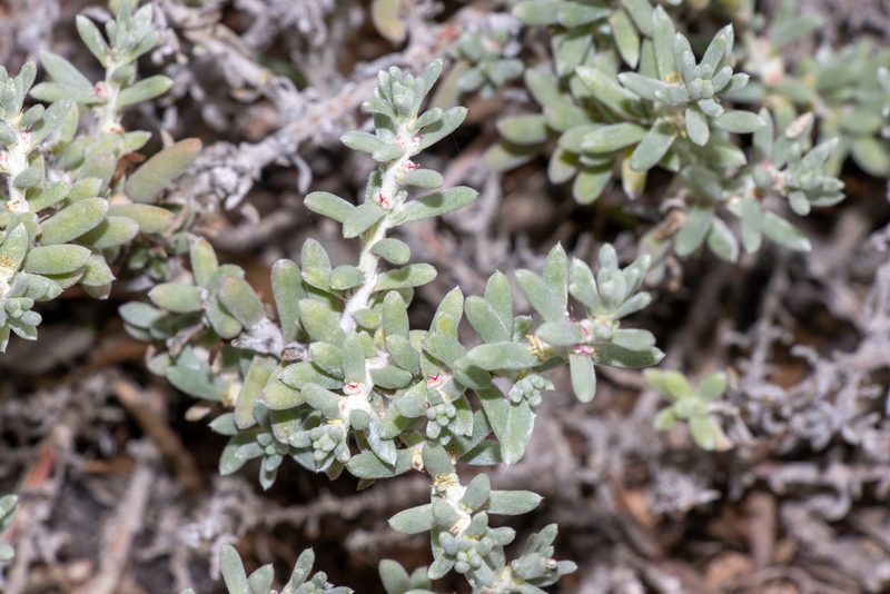 Sclerolaena uniflora, photographed by T. Hammer
