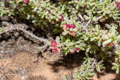 Maireana erioclada, photographed by T. Hammer