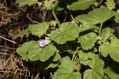 Malva weinmanniana, photographed by T. Hammer