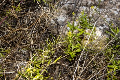 Sisymbrium erysimoides, photographed by T. Hammer