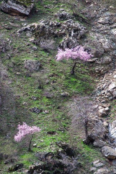 Prunus bucharica, photographed by Harrison J Elkins
