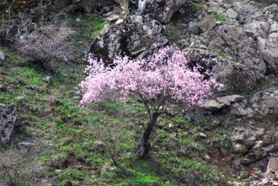 Prunus bucharica, photographed by Harrison J Elkins