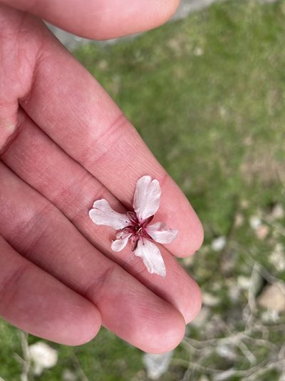 Prunus bucharica, photographed by Harrison J Elkins