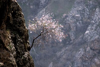 Prunus bucharica, photographed by Harrison J Elkins