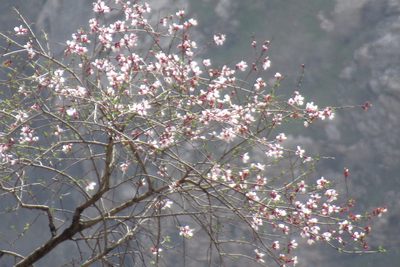 Prunus bucharica, photographed by Harrison J Elkins