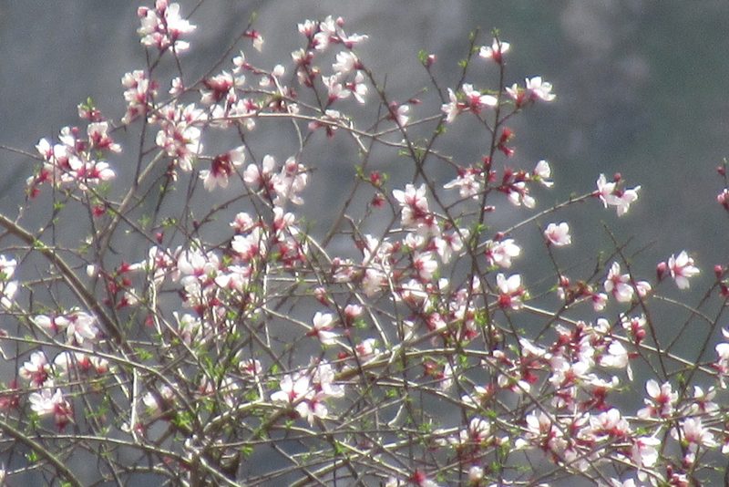 Prunus bucharica, photographed by Harrison J Elkins