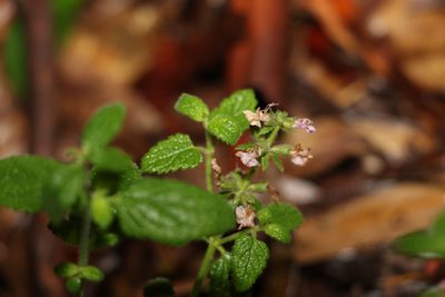 Teucrium argutum, photographed by Greg Tasney