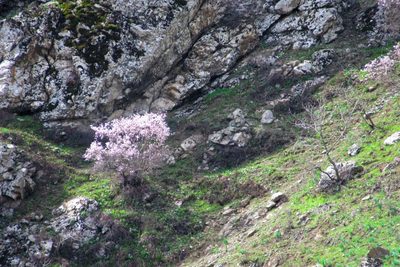 Prunus bucharica, photographed by Harrison J Elkins