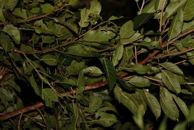 Ficus virens, photographed by Greg Tasney