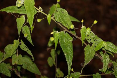 Abutilon oxycarpum, photographed by Greg Tasney