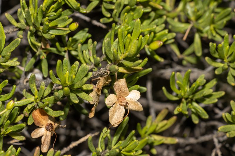 Eremophila alternifolia, photographed by T. Hammer