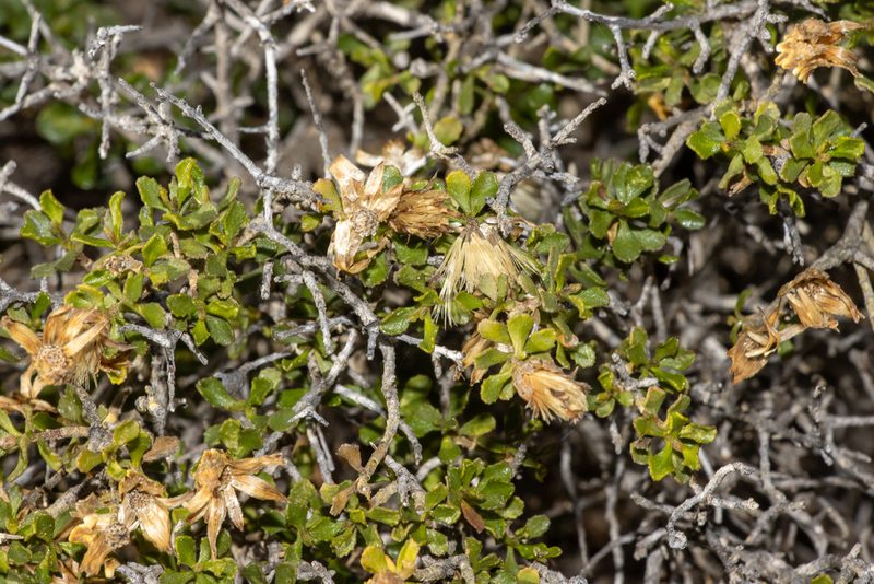 Olearia calcarea, photographed by T. Hammer