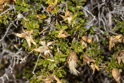 Olearia calcarea, photographed by T. Hammer