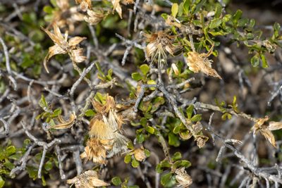 Olearia calcarea, photographed by T. Hammer