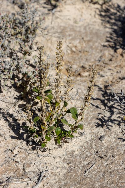 Lawrencia glomerata, photographed by T. Hammer