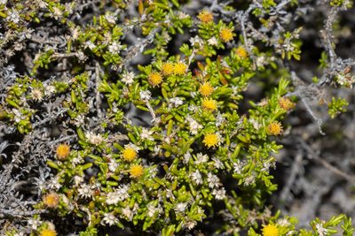 Kippistia suaedifolia, photographed by T. Hammer