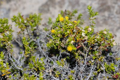 Kippistia suaedifolia, photographed by T. Hammer