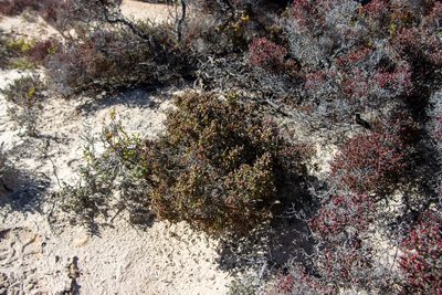 Tecticornia moniliformis, photographed by T. Hammer