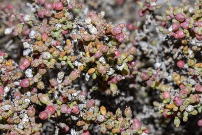 Tecticornia moniliformis, photographed by T. Hammer