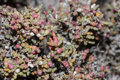 Tecticornia moniliformis, photographed by T. Hammer