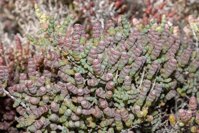 Tecticornia pterygosperma, photographed by T. Hammer